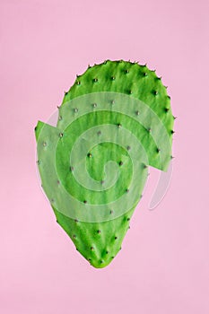 Green sliced cactus on bright pink background.