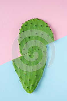 Green sliced cactus on pink and blue background.