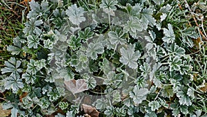 The green and slightly dry leaves are covered with a layer of froth. Grass in the frost.