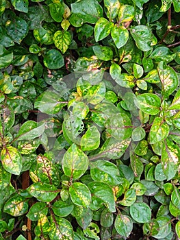 Green, slightly yellow leaves grow in the yard