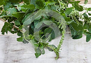 green or slim Amaranth plant with seeds