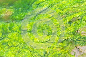 Green slime from algae in lake