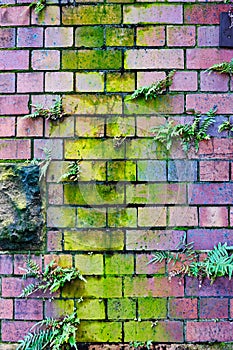 Green Slime Mould Growing on Exterior Brick Wall