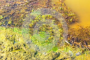 Green slime in pond with yellow water in Germany