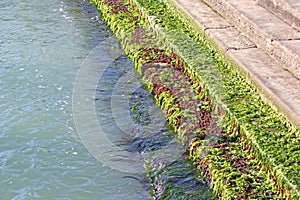 Green Slimy Sea Algae