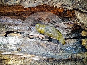 Green slug creeps on rotten tree. Belongs to the class of gastropod. It is pest of crops. Top view. Close-up.