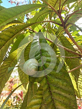 Green slugs are also pests for plants