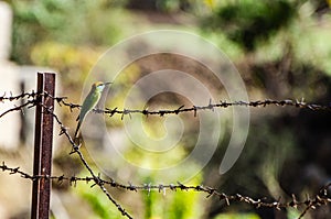 Green small bird on the barbed wire