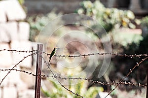 Green small bird on the barbed wire