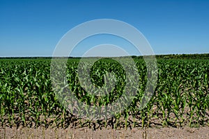 Green small corn seedlings growing in the field