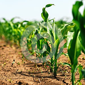 Green small corn sprouts in cultivated agricultural field, low angle view. Agriculture and cultivation concept