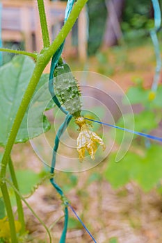 Green small cucumbers in garden a greenhouse during flowering crop growth