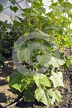 ..green small cucumbers hang on a branch in a greenhouse. crop of cucumbers