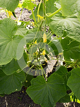 ..green small cucumbers hang on a branch in a greenhouse. crop of cucumbers