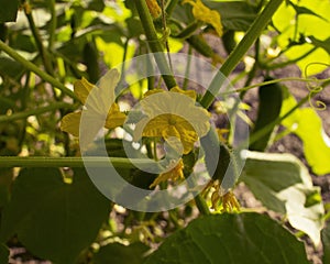 ..green small cucumbers hang on a branch in a greenhouse. crop of cucumbers