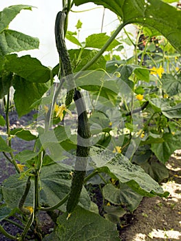 ..green small cucumbers hang on a branch in a greenhouse. crop of cucumbers