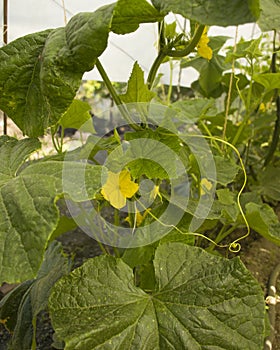 ..green small cucumbers hang on a branch in a greenhouse. crop of cucumbers