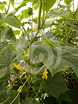 ..green small cucumbers hang on a branch in a greenhouse. crop of cucumbers