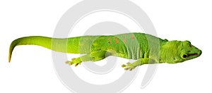 Green small gecko isolated on white