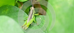 A green small grasshopper lands on leaf