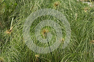 Green Small Leaf of Papyrus tree.