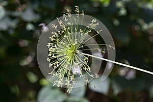 Green Small Leaf of Papyrus tree
