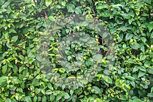 Green small leaves fence background in spring time