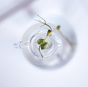 Green small plant in a glass vase photo