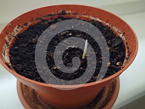 Green small plant on the window sill in the pot in the room. Small sprout.