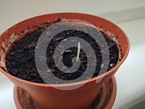 Green small plant on the window sill in the pot in the room. Small sprout.