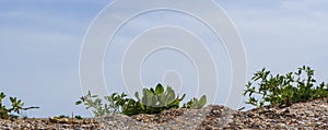 Green small plants in shell sand with a bright sky. Botanical wildlife of the beach close-up with blue cloudy sky background