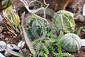 Green small succulent plants in the pots close up