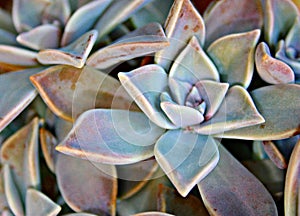 Green small succulent plants in the pots close up