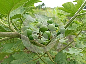 Green small Thai eggplant on tree. Fresh Thai Small (Pea) Eggplant (Aubergine) backgrounds.