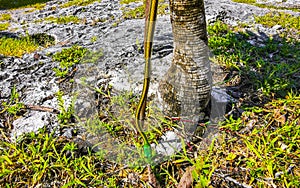 Green small tropical snake in the bushes Tulum Ruins Mexico