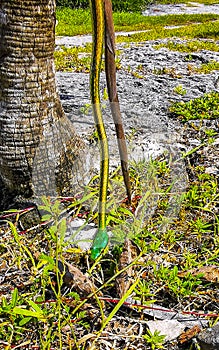 Green small tropical snake in the bushes Tulum Ruins Mexico