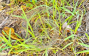 Green small tropical snake in the bushes Tulum Ruins Mexico