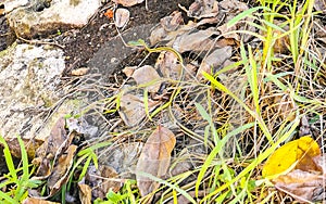 Green small tropical snake in the bushes Tulum Ruins Mexico