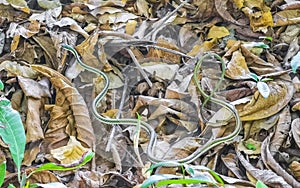 Green small tropical snake in the bushes Tulum Ruins Mexico