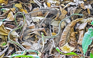 Green small tropical snake in the bushes Tulum Ruins Mexico