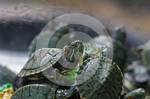 Green small turtles, red-ear slider, in shallow focus