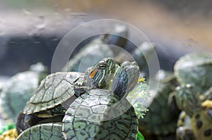 Green small turtles, red-ear slider, in shallow focus