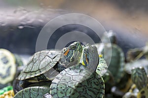 Green small turtles, red-ear slider, in shallow focus