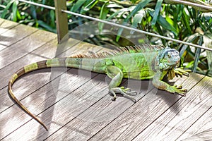 A green smiling big iguana is lying on a tree branch