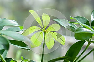 Green, smooth and shinyl eaves of schefflera. Botanical macrophotography for illustration of schefflera