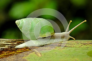 Green snail closeup with greenish shell