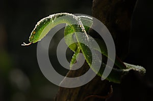 Snakes attack the prey