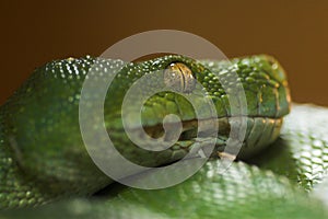 Verde serpiente 