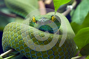 Green snake