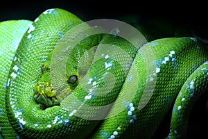 Green snake
